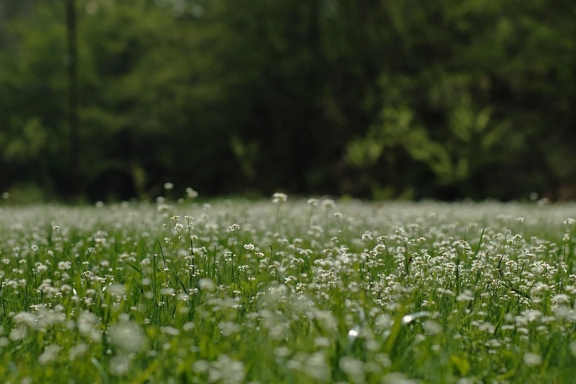 Botanica Four Seasons — harmony with nature, four seasons concept